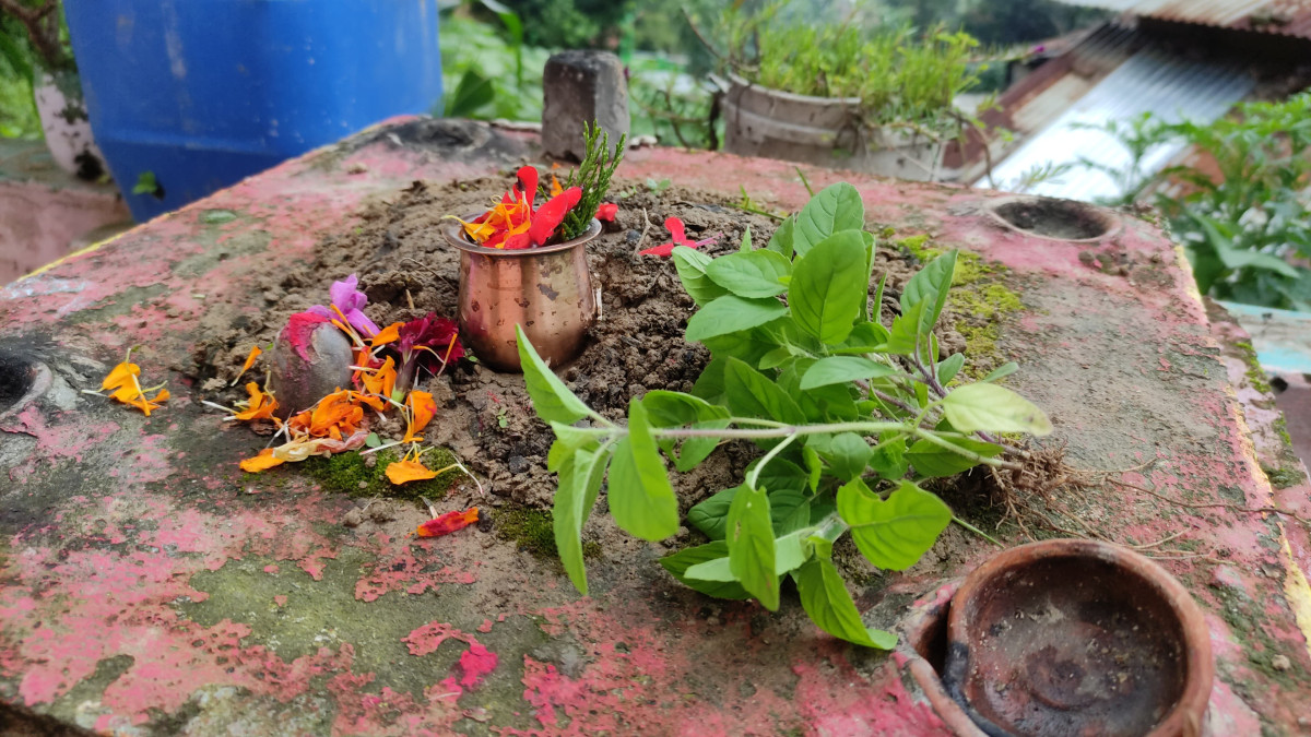 आज हरिशयनी एकादशी : तुलसीको बिरुवा सारिँदै