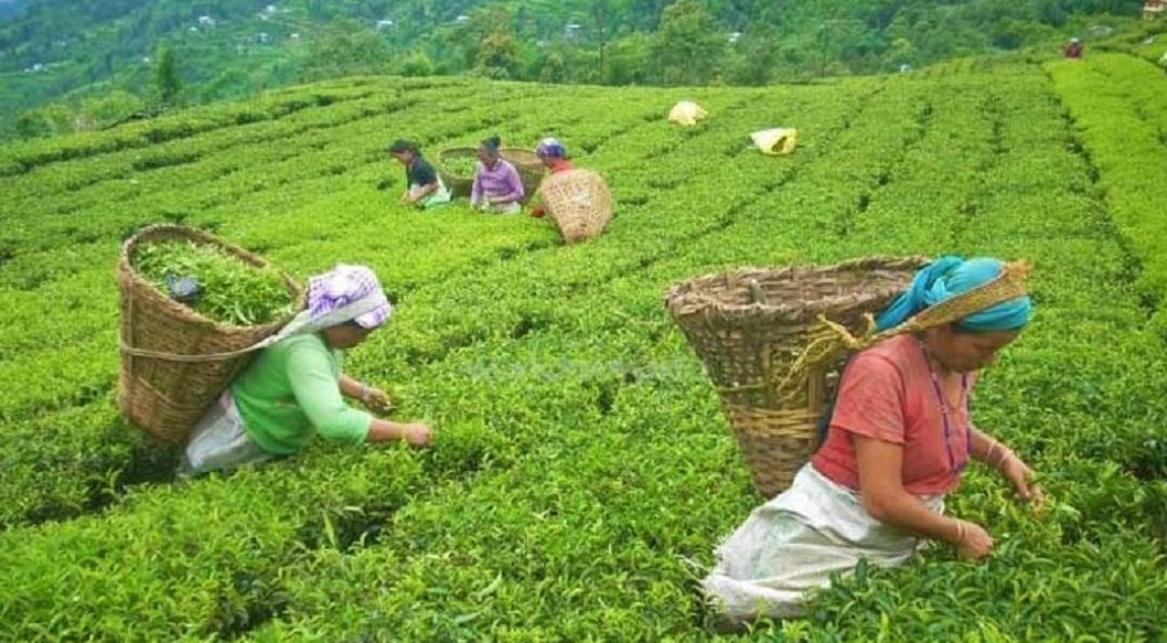 गम्भीर सङ्कटमा परेको भन्दै झापाका चिया उद्योग र बगान पनि भोलिदेखि अनिश्चितकाललाई बन्द