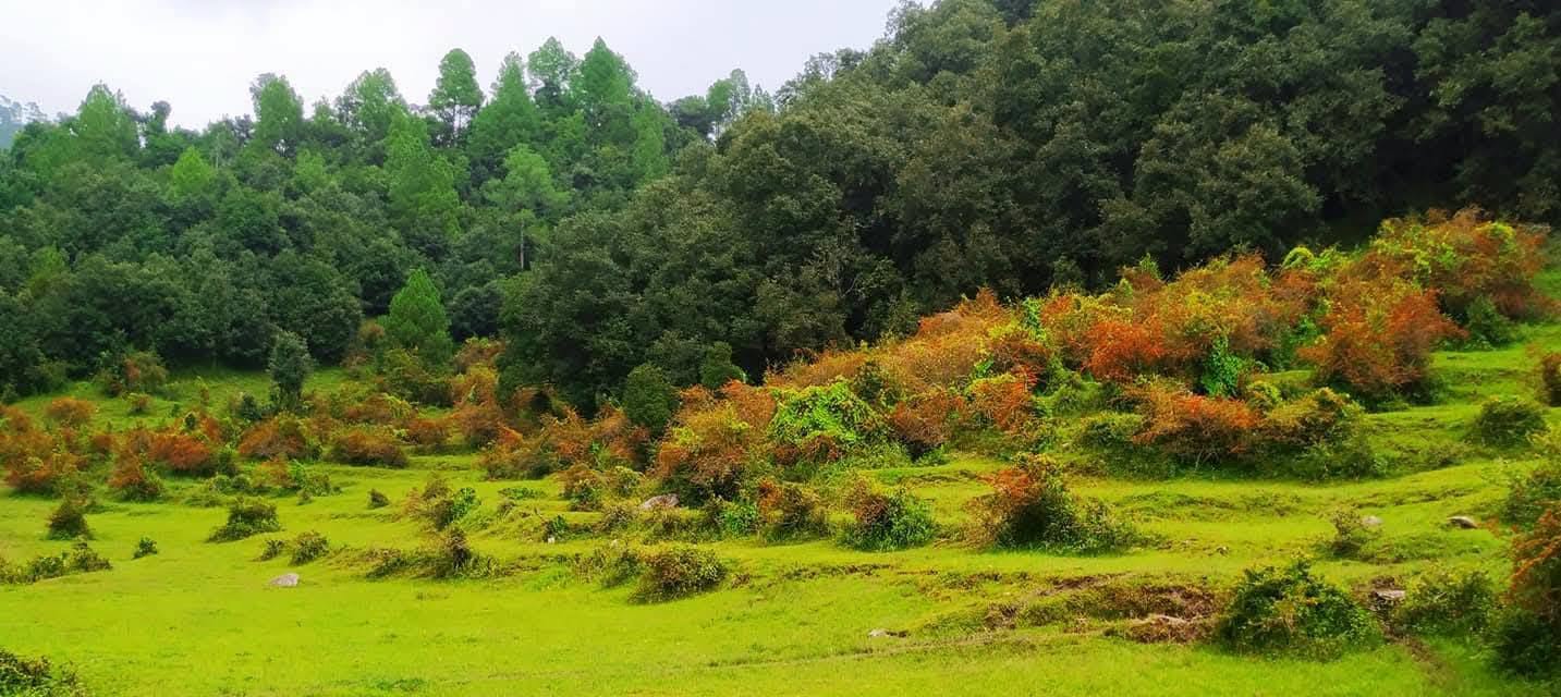 आज केही स्थानमा हल्कादेखि मध्यमसम्मको वर्षाको सम्भावना
