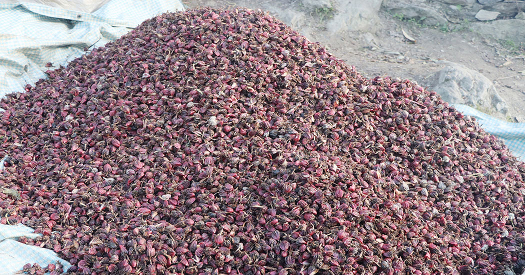 ९ महिनामा साढे १० अर्बको अलैँची निर्यात