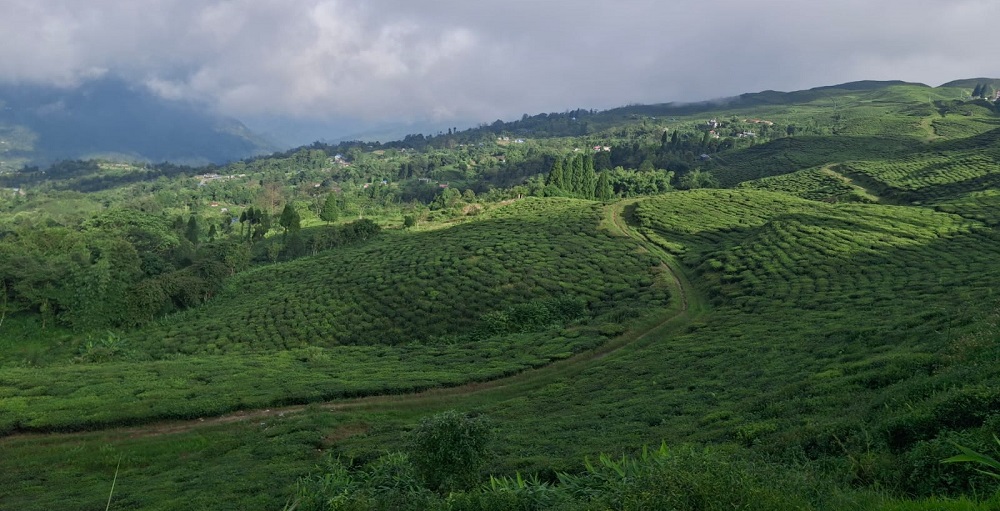 २० दिनपछि हट्यो नेपाली चिया निर्यातमाथिकाे अवरोध