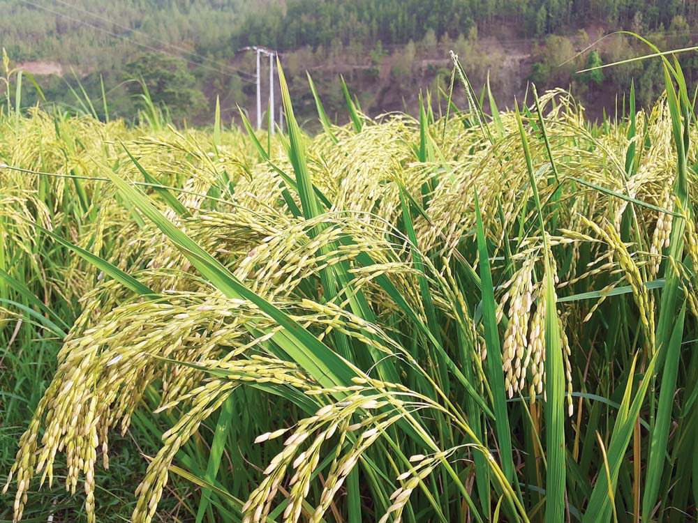 चैते धानको समर्थन मूल्य तोक्न २५ जिल्लामा स्थलगत अध्ययन