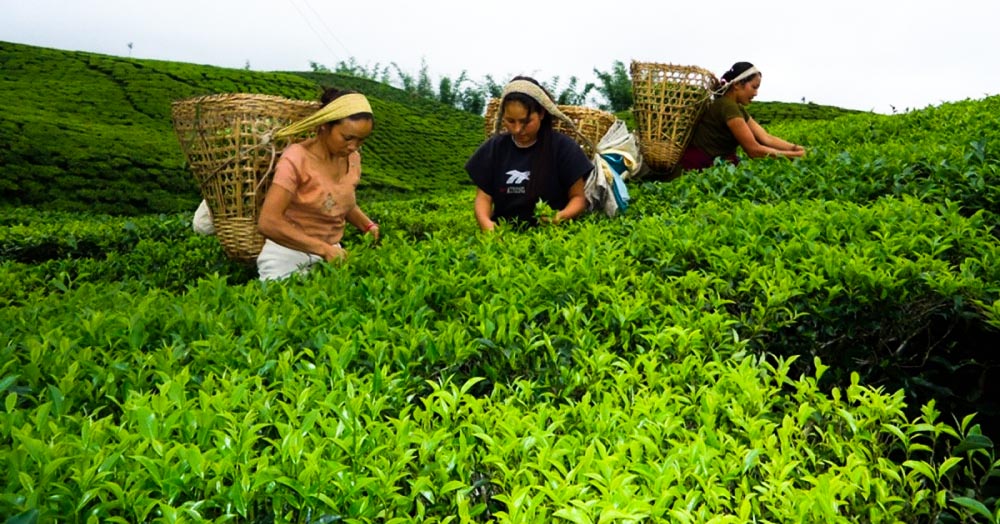 बैशाख १५ गते राष्ट्रिय चिया दिवस